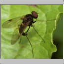 Chrysopilus erythrophthalmus - Schnepfenfliege 03.jpg